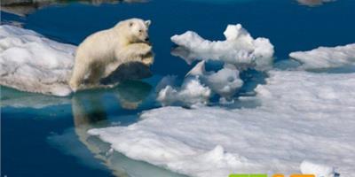 北極熊浮冰間跳躍