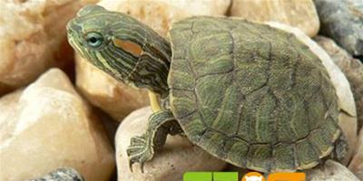 小巴西龜多久喂一次？一次吃多少？