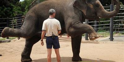 德國動物園安排大象產前訓練課程