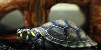 黃頭側頸龜怎麼養 黃頭側頸龜室內飼養注意事項