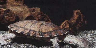 刺股蛇頸龜的生活環境