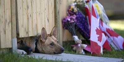 加拿大衛兵遭槍殺，大狗仍等主人回家