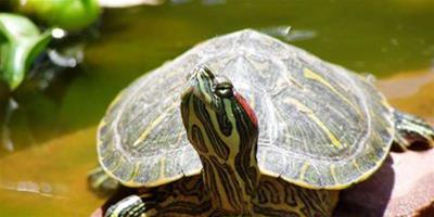 巴西龜有哪些常見生活習性