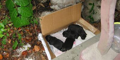 天天網友救助流浪狗：誰來給它們一個家？