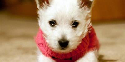 冬天狗狗穿衣三大注意事項，嚴重可能會誘發皮膚病！