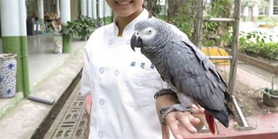 流浪灰鸚鵡促校園開設寵物科系