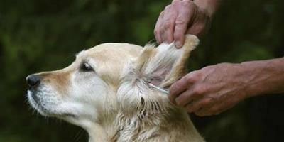 狗狗有哪些常見的耳道疾病？