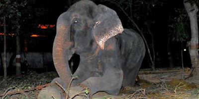 鐐銬受虐50年，大象獲救後喜極而泣