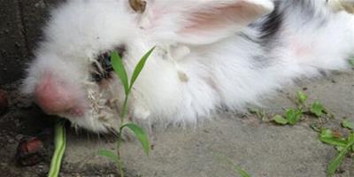 兔子吃什麼野草 確定沒枯萎且不含農藥