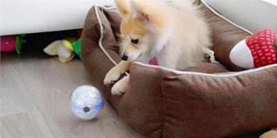 玻璃球狀的Pebby機器人是家中寵物的好玩伴