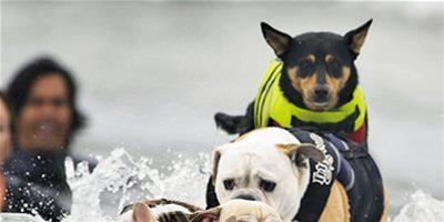 小狗也“瘋狂” 第3屆衝浪狗大賽美加州舉行
