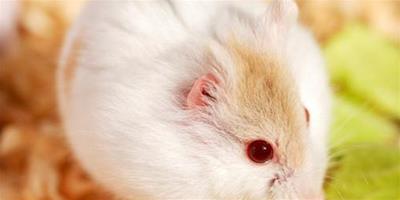 倉鼠寄生蟲性腸炎的症狀