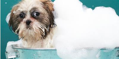 洗澡過多也會威脅狗狗健康