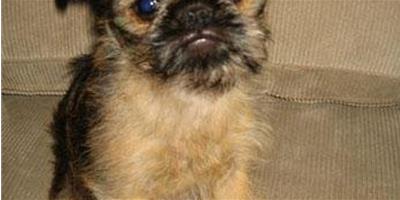寵物犬取名“潘基文”引爭議