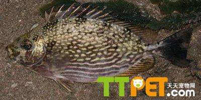 原生魚類――長鰭籃子魚