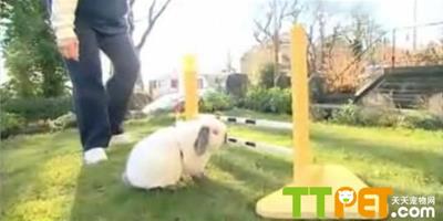 英國舉辦首屆兔子跨欄比賽