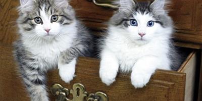 【疑問】貓咪為什麼喜歡鑽盒子？
