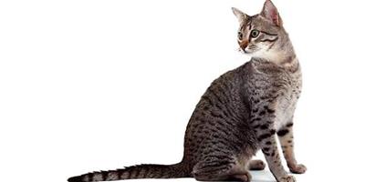 埃及貓品種介紹及特點介紹