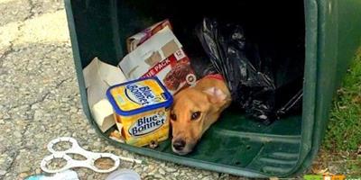 美國：將狗狗遺棄在垃圾桶的主人面臨指控