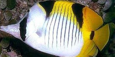 斜紋蝴蝶魚的品種 帶大家瞭解它的品種