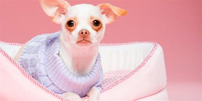 寵物健康：關於給狗狗補鈣的錯誤觀念