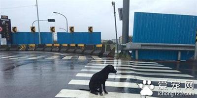 一隻黑狗淋雨坐在十字路口久久不走 只為等待主人