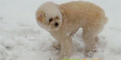 冬天狗狗常見疾病有哪些