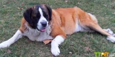 世界上最大的聖伯納犬
