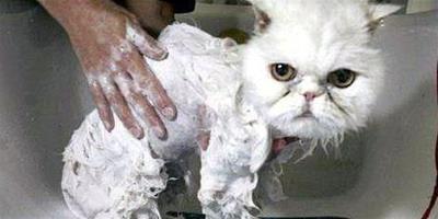 小貓用什麼東西洗澡