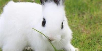兔子可以吃饅頭嗎 苜蓿草營養最好