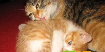 母貓是如何照顧新生小貓的
