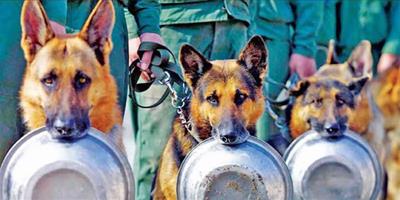 不可替代的軍事力量資源 狗狗從軍