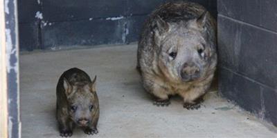 澳大利亞萌萌袋熊產子拯救瀕危物種
