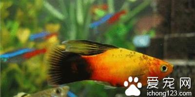 什麼小型熱帶魚好養 6種最好養的熱帶魚