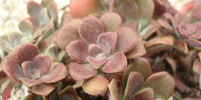 紅霜Sedum spathulifolium Carnea