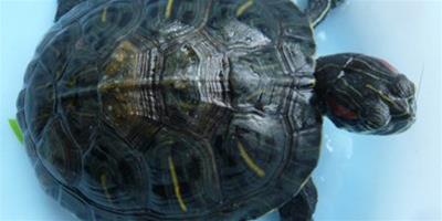 巴西龜的生活習性是怎樣的