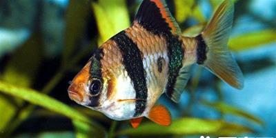 虎皮魚怎麼分公母 通過顏色和體型來分辨