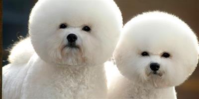 寵物美容：比熊犬要剪毛嗎？比熊犬多大要剪毛？