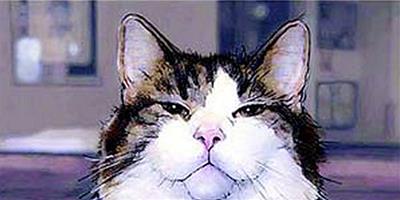寵物貓死亡索賠4萬 法院判寵物醫院賠兩千