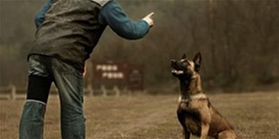 訓練狗狗的語氣