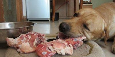 可以給狗狗喂吃肉嗎
