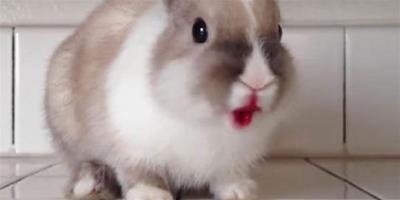 烈焰紅唇小兔子，吃樹莓竟然這樣性感