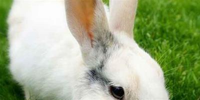 兔子吃胡蘿蔔 兔兔喜歡多汁類的飼料