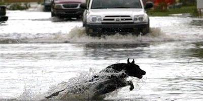 美國“桑迪”颶風中的狗狗們