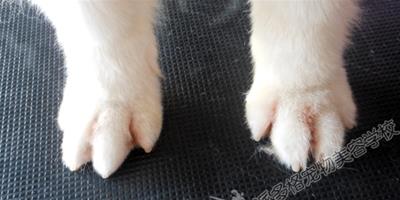 狗狗為什麼討厭剪指甲