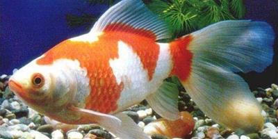 紅白草金魚的外形特點