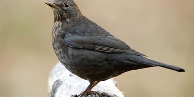 什麼鳥可以訓 怎麼訓練鳥鳴唱注意事項