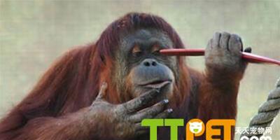 猩猩解除電網從動物園中“越獄”