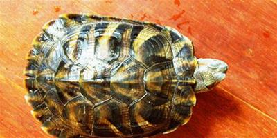 烏龜下蛋前的徵兆 會有明顯的後腿腫脹現象