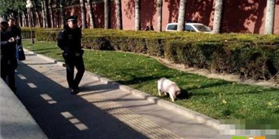 寵物豬天安門前溜達啃草，員警跟蹤控制場面
